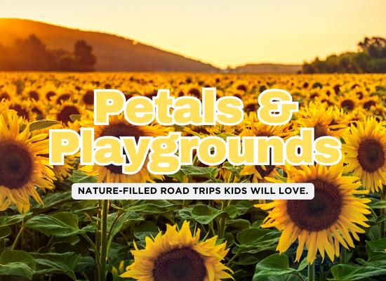 Chasing the Bloom: 7 Family-Friendly Wildflower Road Trips for May 2025