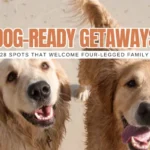 Pet Approved: 28 Dog-Friendly Vacations That Everyone Will Love